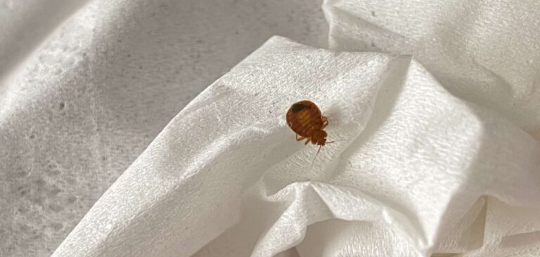 bed-bug_health_hazards