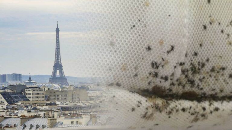 bed-bugs-in-paris