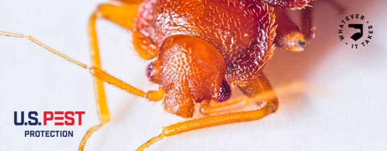 Everything You Wanted To Know About A Bloodsucking Bed Bug