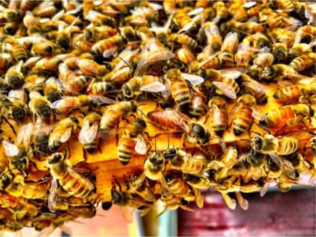 Honey bees swarming around beehive slat making honey.