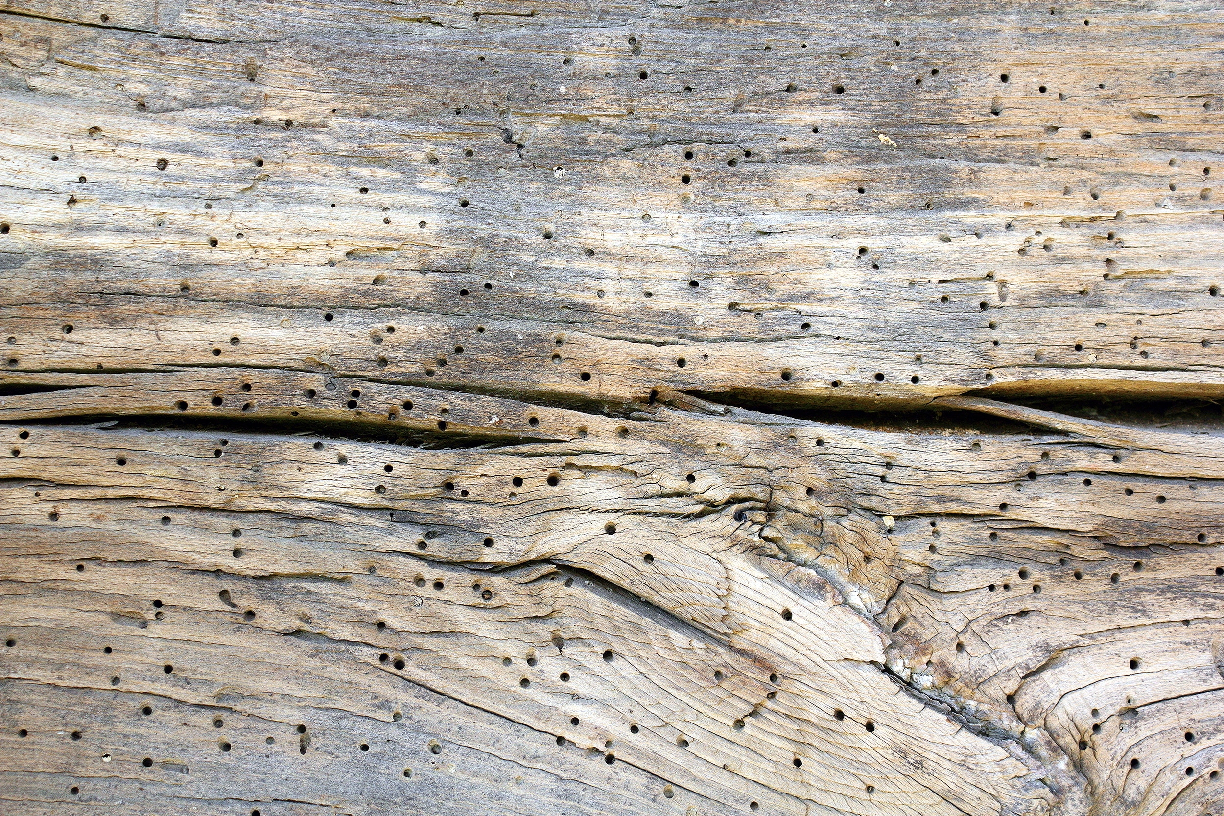 Types-Of-Beetles-In-Tennessee