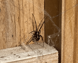 Black Widow Spider