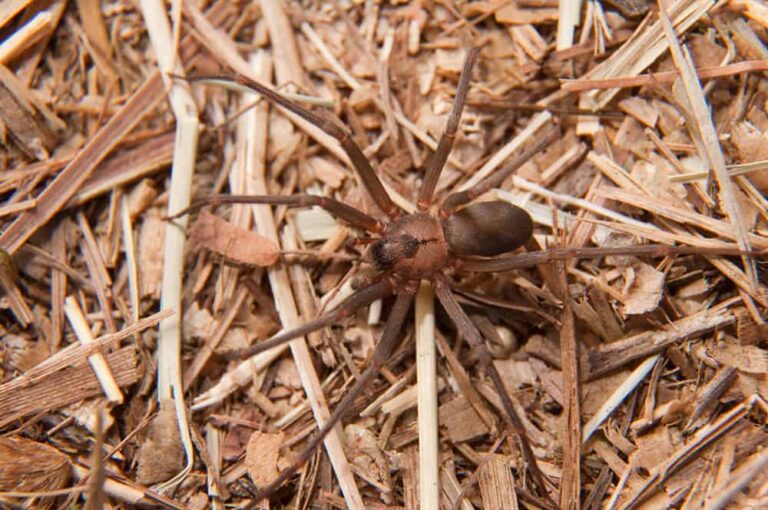 Close-up of a brown recluse spider.