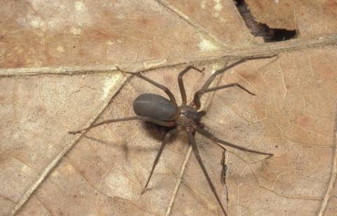 Close-up of a brown recluse spider.