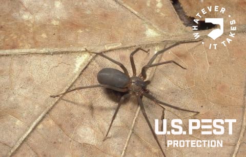 recluse spider