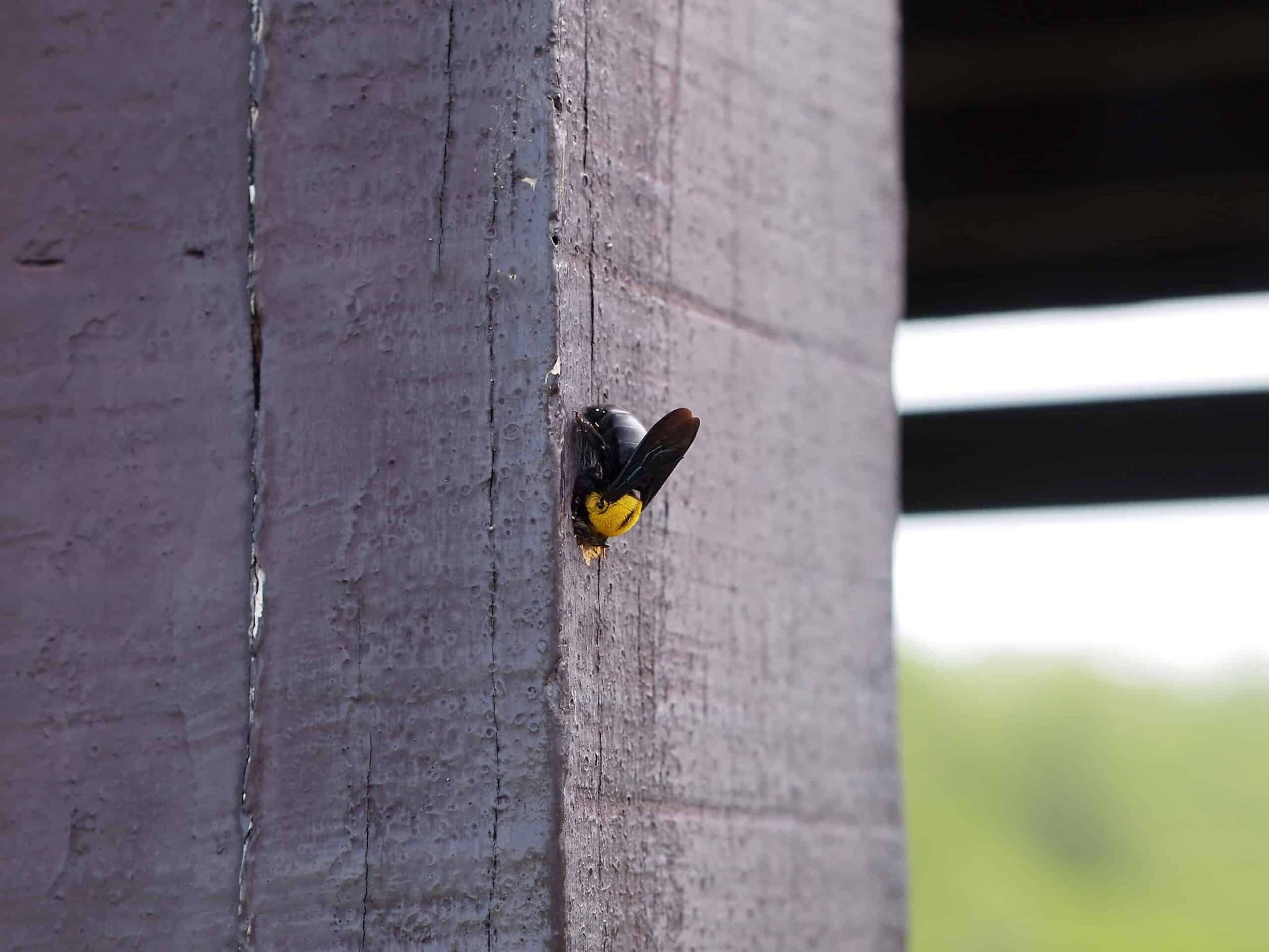 How-To-Identify-A-Carpenter-Bee