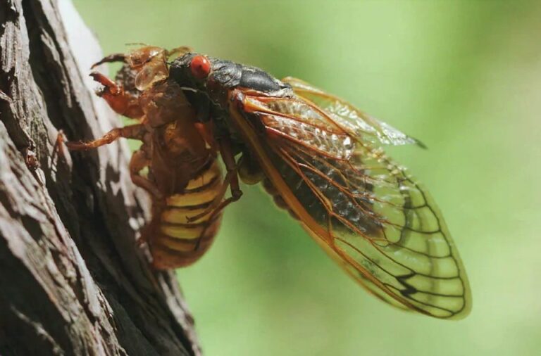 cicada_eating