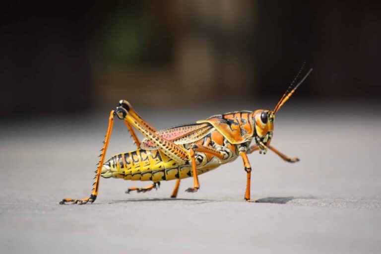 Grasshoppers-In-Tennessee