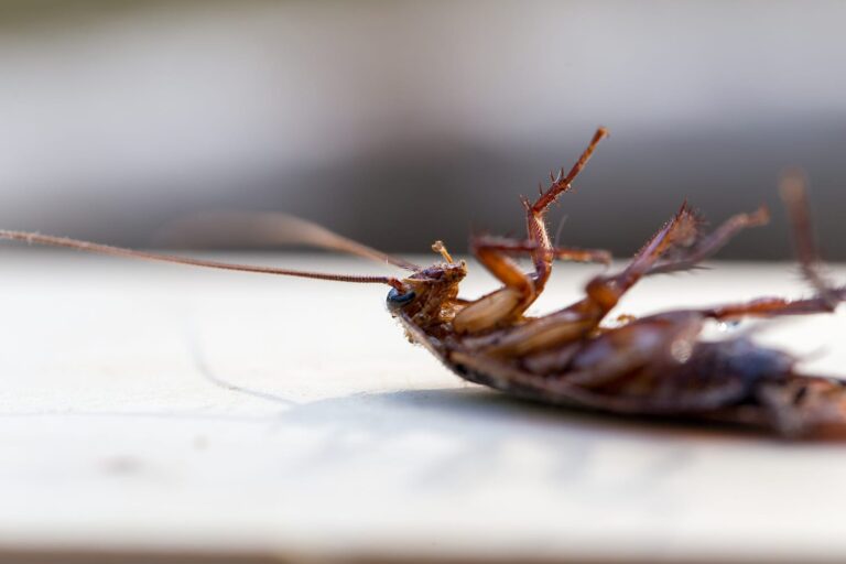 The - Different-Types-Of- Cockroaches-That-Live-In-Tennessee