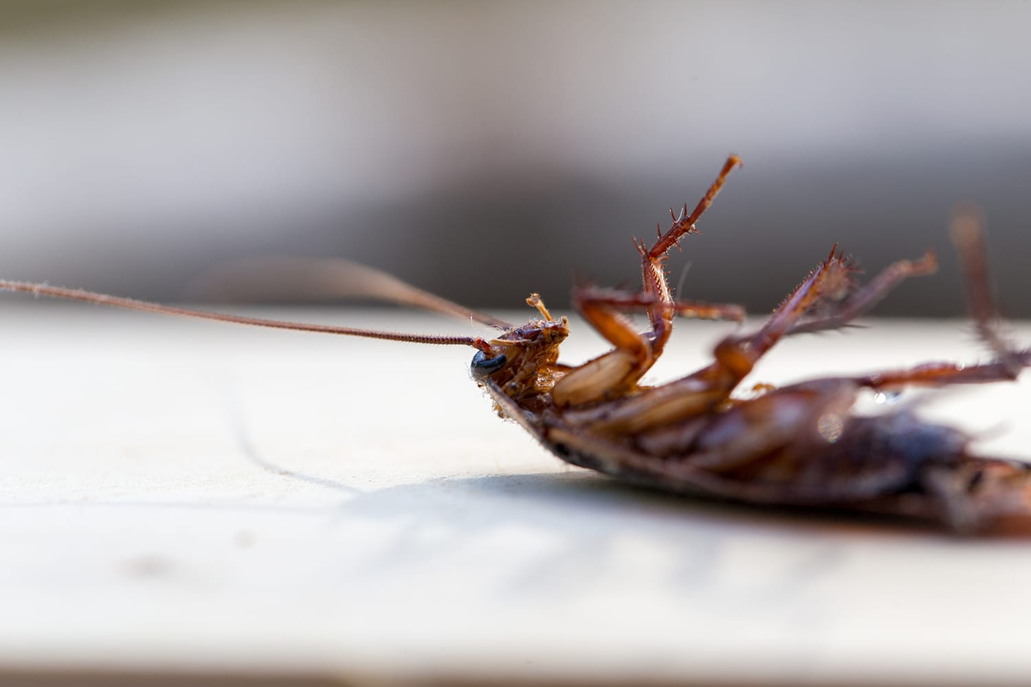 The - Different-Types-Of- Cockroaches-That-Live-In-Tennessee