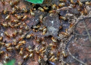 A colony of termites on a piece of wood.