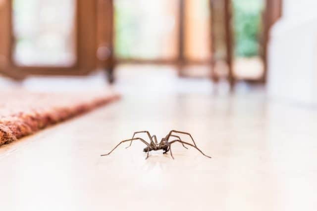 A common house spider on the floor in a home.