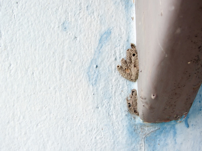 dirt-mud-dauber_nest_most-common-wasps-tennessee