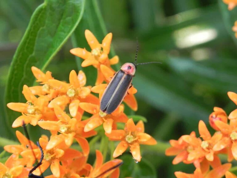 Close-up of a firefly sitting on orange flowers.