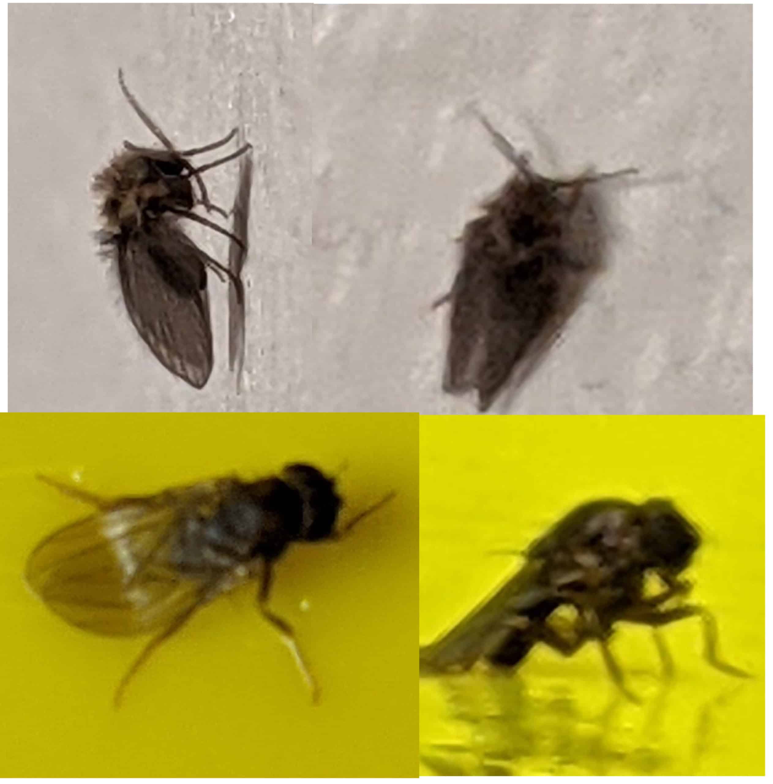 house-flies