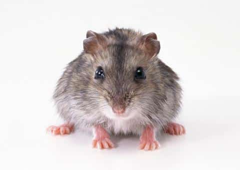 house mouse white background. house mice - US Pest Protection Nashville TN