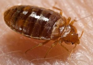 Close-up of a bed bug on skin.