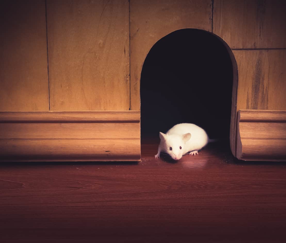 5 Easy Wys To Get Mice Out Of Your Home