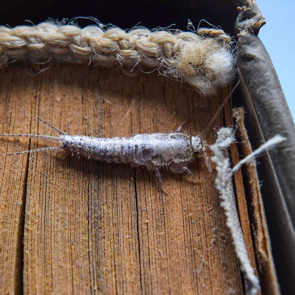 What-Is-A-Silverfish?