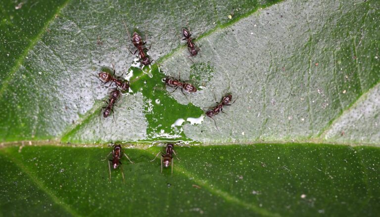 One Of The Most Invasive Ants In The World May Be Living In Your Yard!