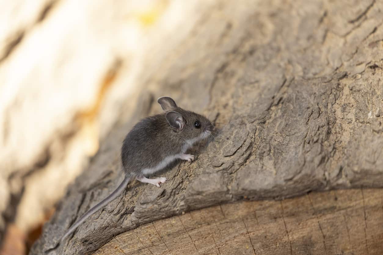 Deer Mouse