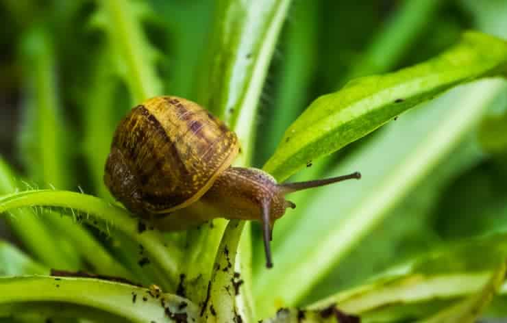 Slugs and snails