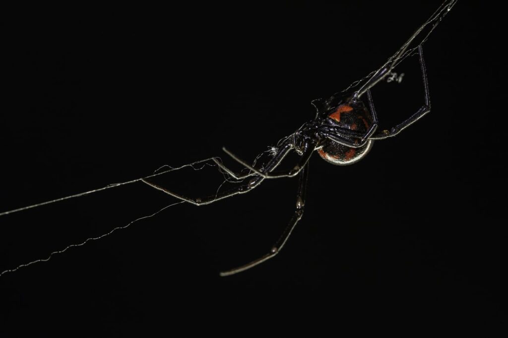 Black Widows are a common bug that bites in Tennessee.