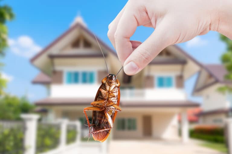 Why You’re Seeing More Roaches This Time of Year