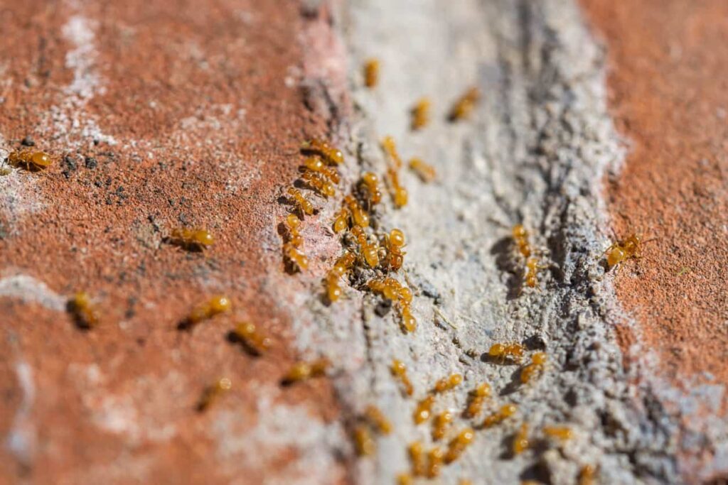why-are-they-called-citronella-ants
