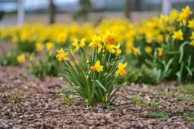 A group of yellow daffodils with soil below and groups of daffodils blurred behind it.