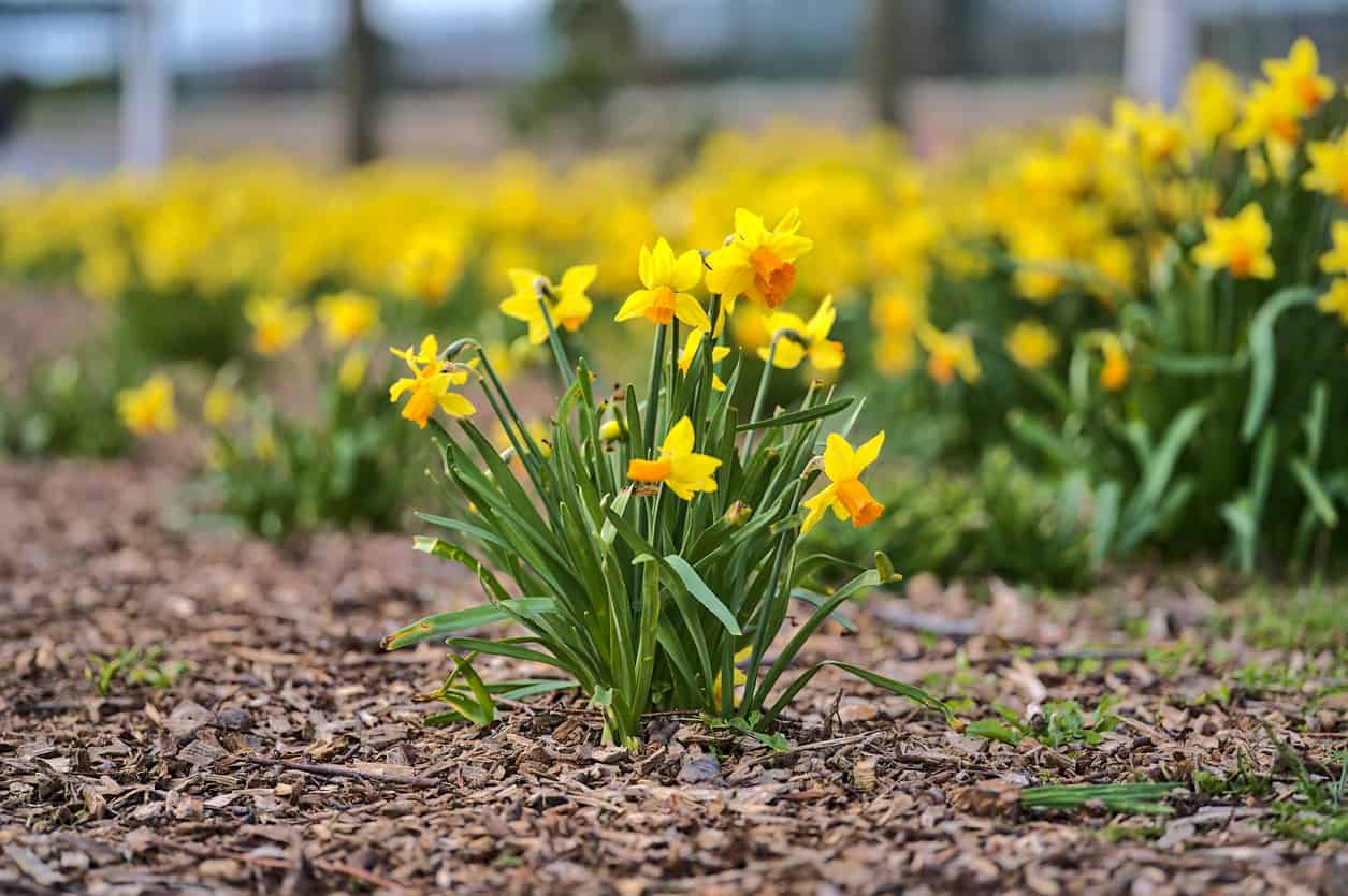 A group of yellow daffodils with soil below and groups of daffodils blurred behind it.