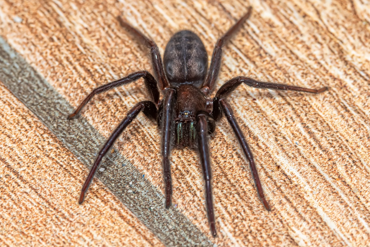 House Spider