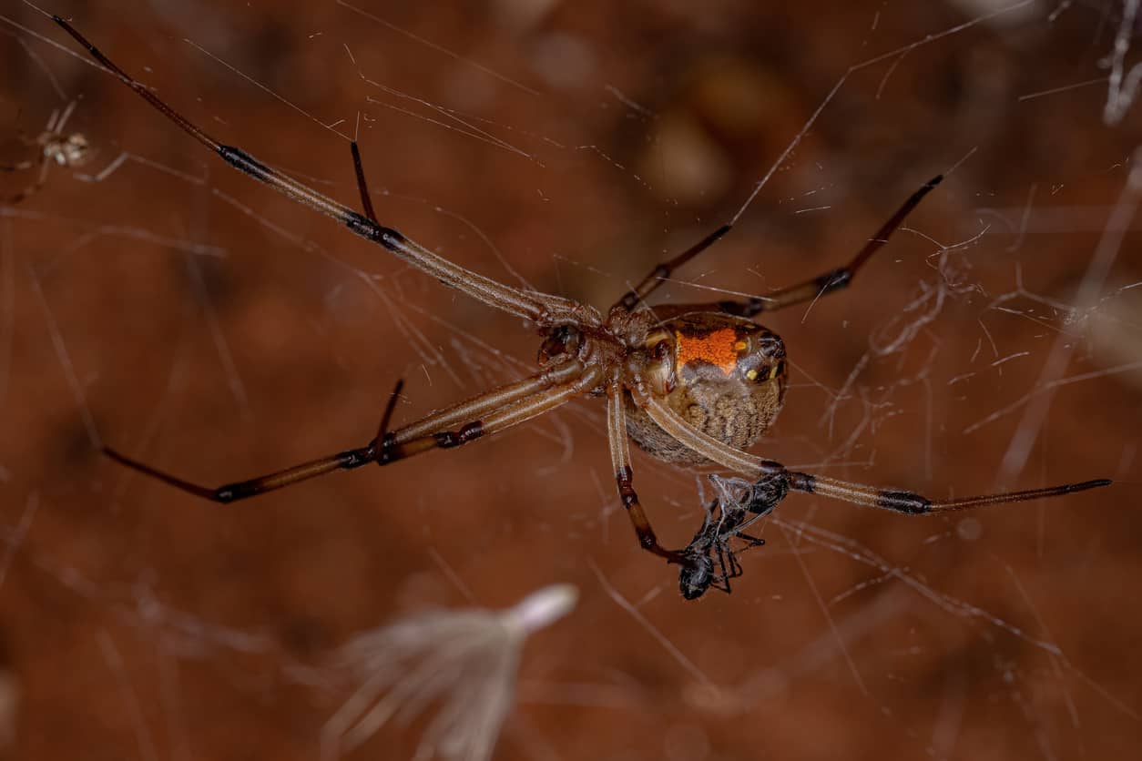 Brown Widow Spider