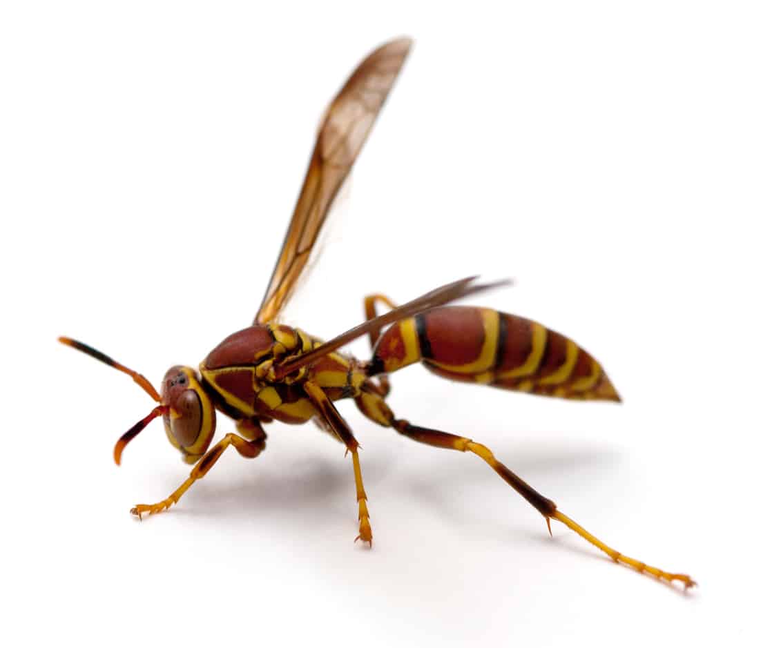 Paper Wasp