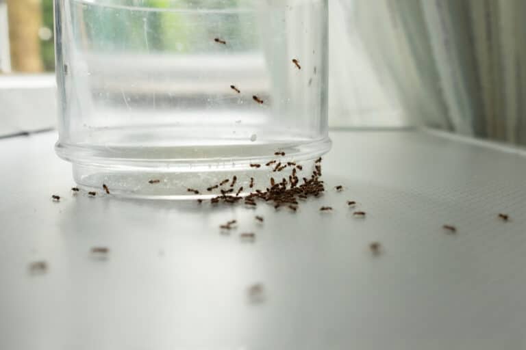 Close-up of small ants gathered around and inside a clear plastic container on a white surface, showing typical household ant infestation behavior as they seek food or water.