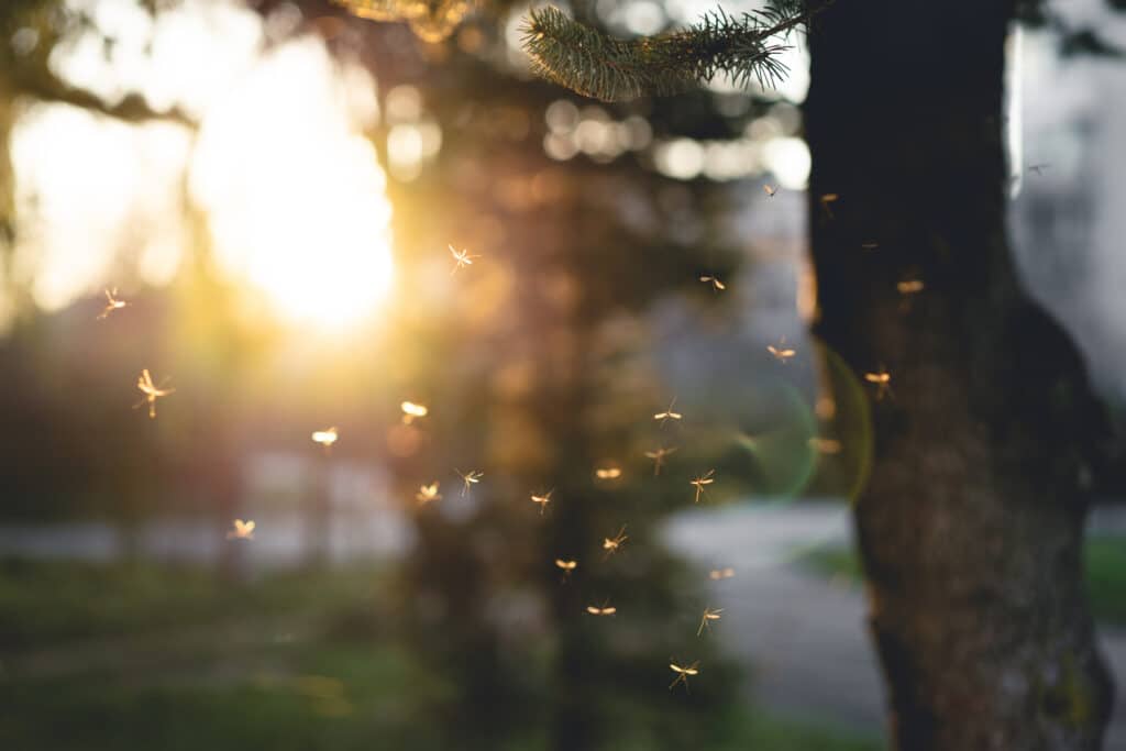 A swarm of mosquitoes or midges illuminated by golden evening sunlight in an outdoor setting. The tiny flying insects are captured suspended in air against a blurred background of trees and sunset. The image illustrates the common outdoor pest problem of biting insects that emerge at dusk, highlighting why many homeowners seek mosquito control services to protect their outdoor living spaces.