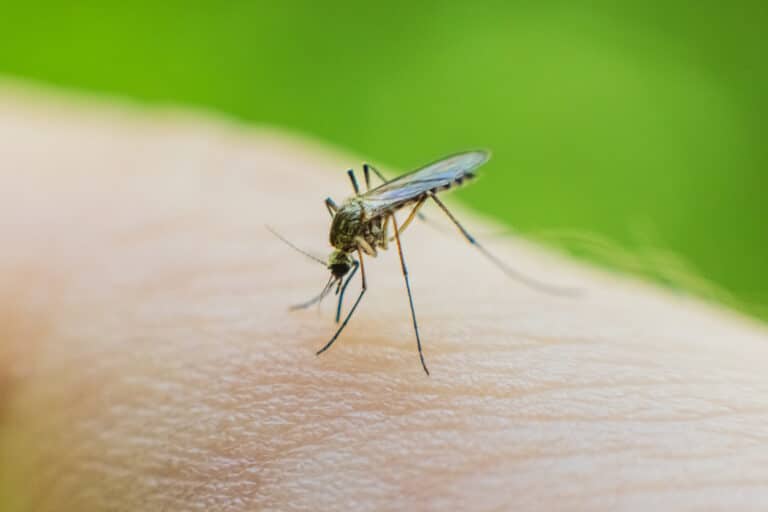 Extreme close-up of a mosquito feeding on human skin, with its proboscis inserted into the skin surface. The mosquito's delicate wings, slender legs, and body are clearly visible against the light-colored skin. The background features a soft green blur, suggesting an outdoor setting. This image illustrates one of the most common pest concerns that affects human health by potentially transmitting diseases through bites.