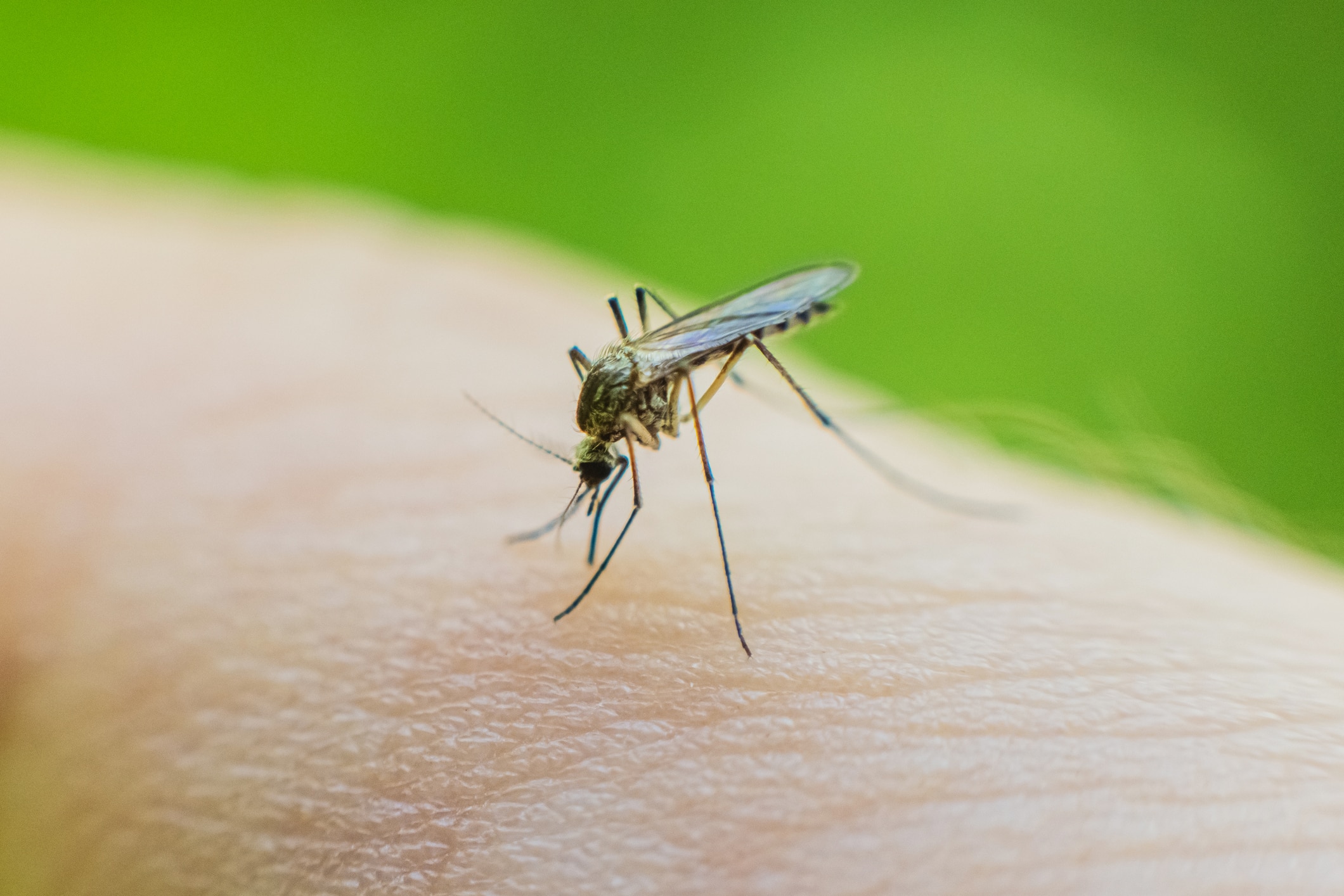 Extreme close-up of a mosquito feeding on human skin, with its proboscis inserted into the skin surface. The mosquito's delicate wings, slender legs, and body are clearly visible against the light-colored skin. The background features a soft green blur, suggesting an outdoor setting. This image illustrates one of the most common pest concerns that affects human health by potentially transmitting diseases through bites.