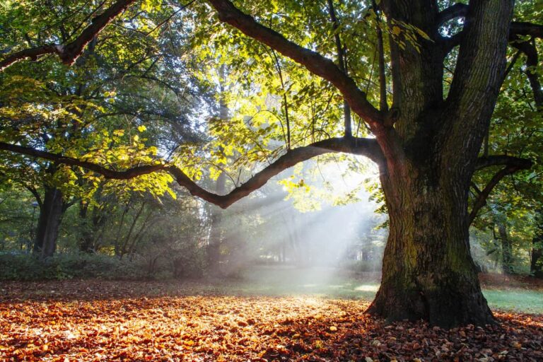 Itch Mites affecting oak trees