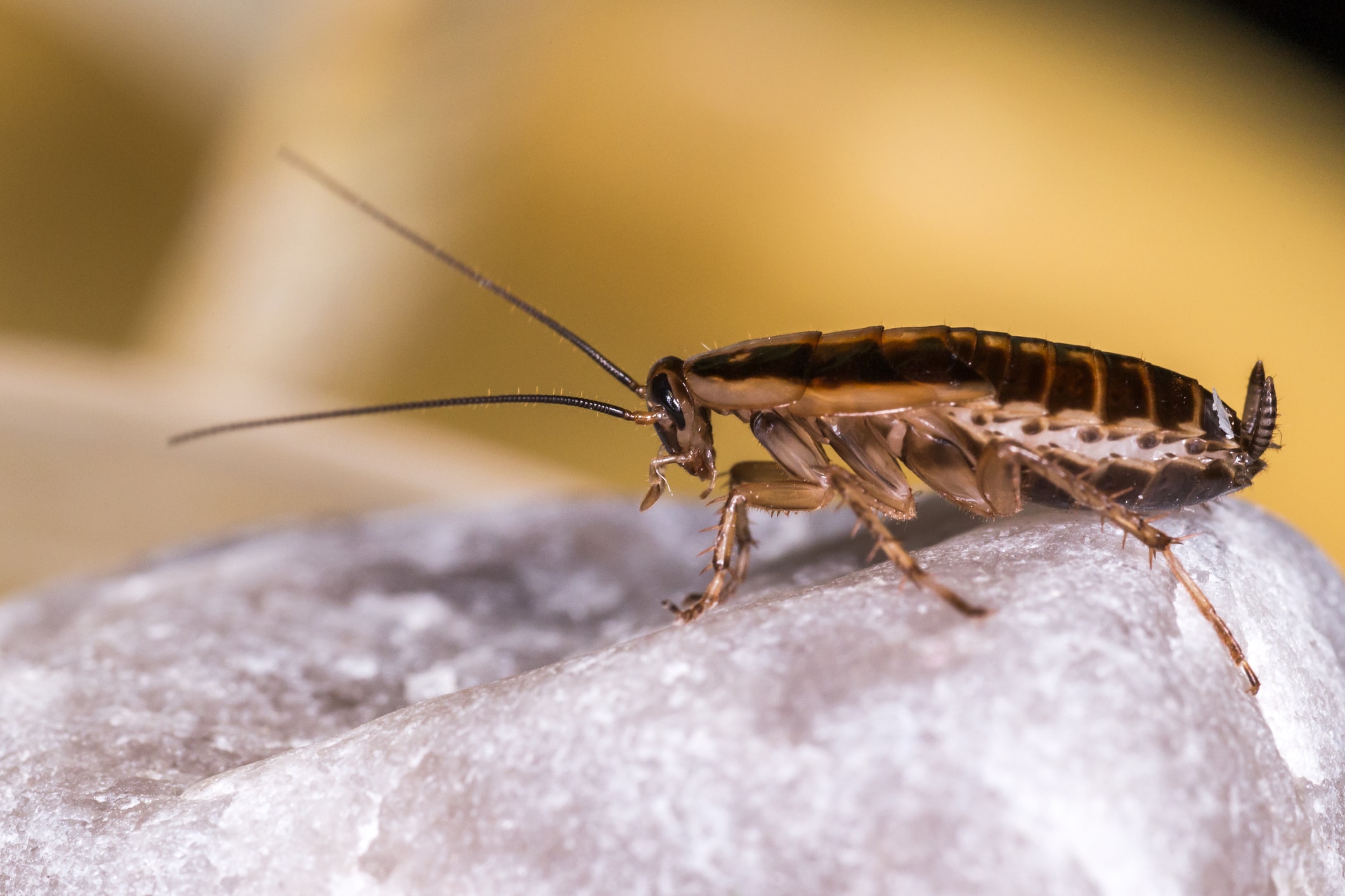 Adult German cockroach showing its light brown body and long antennae