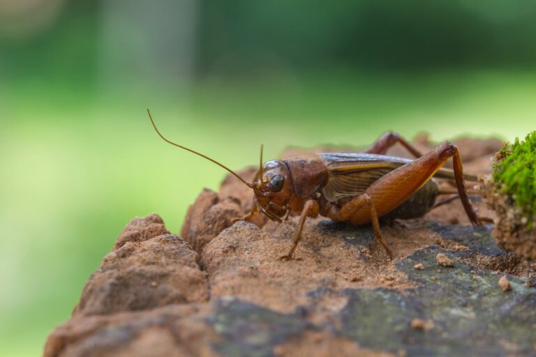 Crickets-In-Tennessee