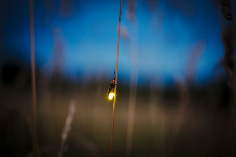 How You Can Make Money By Catching Fireflies