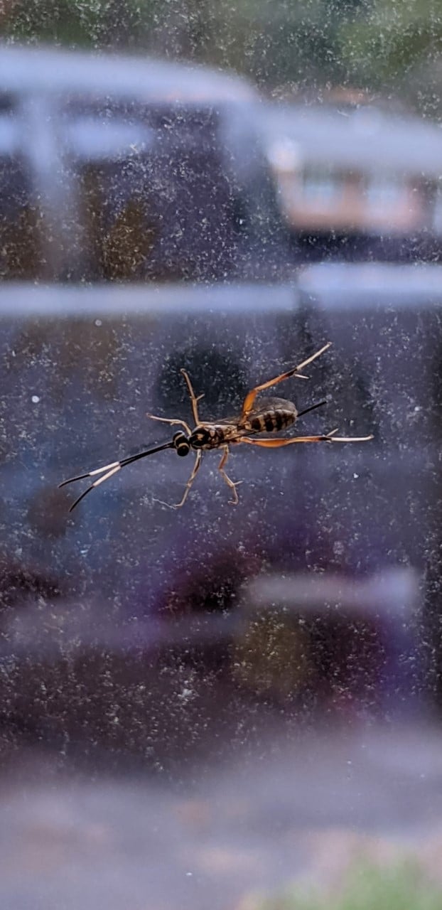 What-is-a-Ichneumon Wasp?