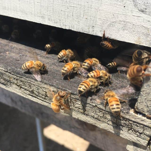 Honey bees coming in and out of a bee box.