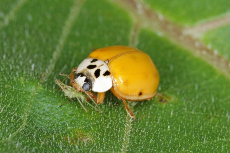 Ladybugs-In-Tennessee