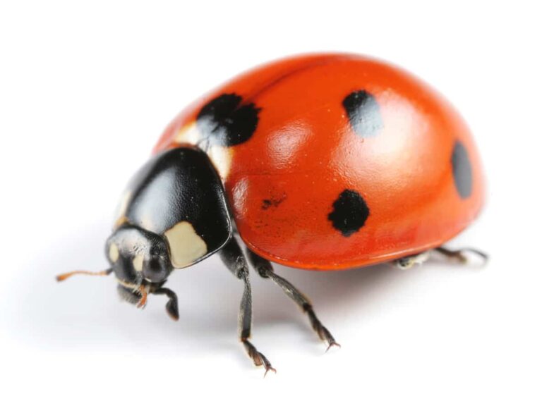 7 interesting facts about lady bugs