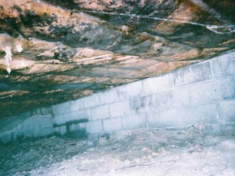 Mold in the crawl space of a home.