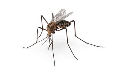 mosquito-png