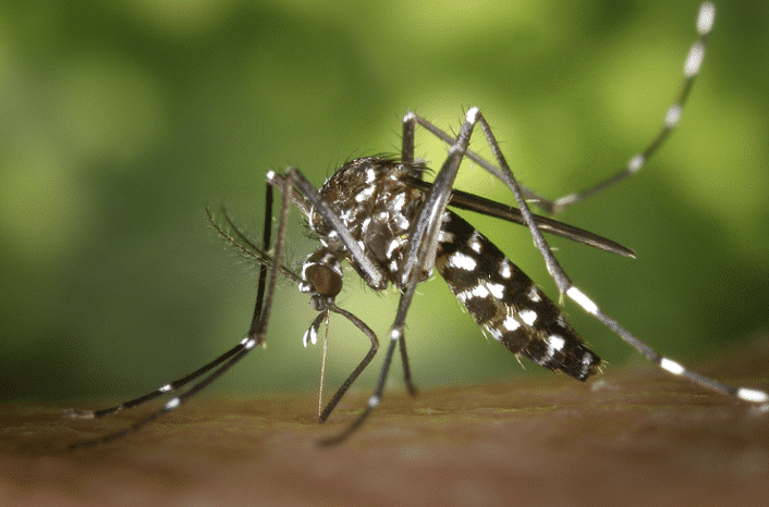 mosquito_are_mosquitoes_a_health_hazard