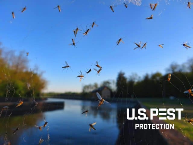 A swarm of bees with a body of water blurred in the background and US Pest Protection logo in the bottom corner.